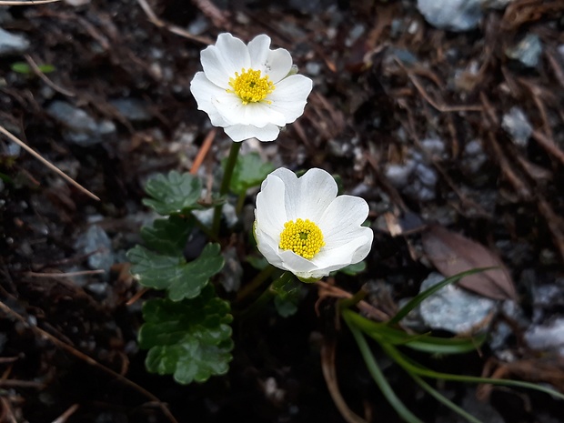 iskerník alpínsky Ranunculus alpestris L.