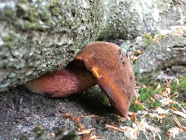 hríb zrnitohlúbikový Sutorius luridiformis (Rostk.) G. Wu & Zhu L. Yang