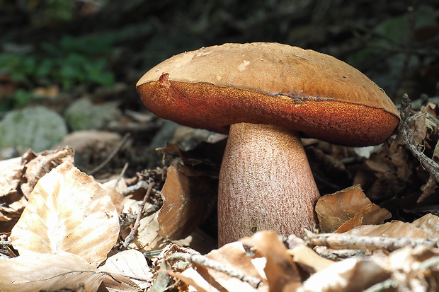 hríb zrnitohlúbikový Sutorius luridiformis (Rostk.) G. Wu & Zhu L. Yang