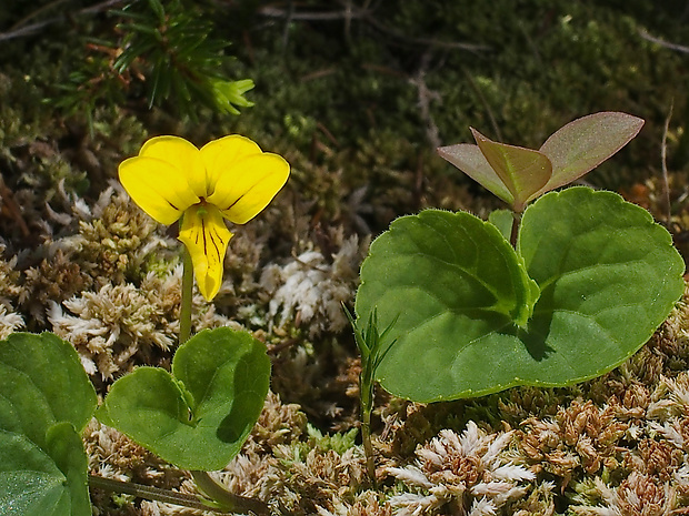 fialka dvojkvetá Viola biflora L.