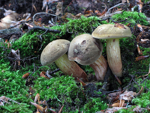 suchohríb plstnatý Xerocomus subtomentosus L.