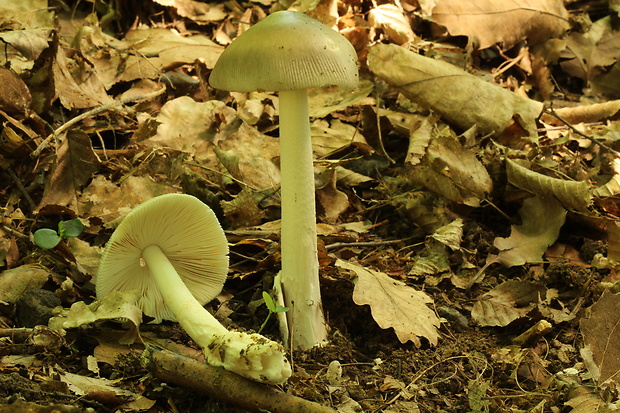 muchotrávka pošvatá Amanita vaginata (Bull.) Lam.