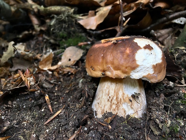 hríb smrekový Boletus edulis Bull.