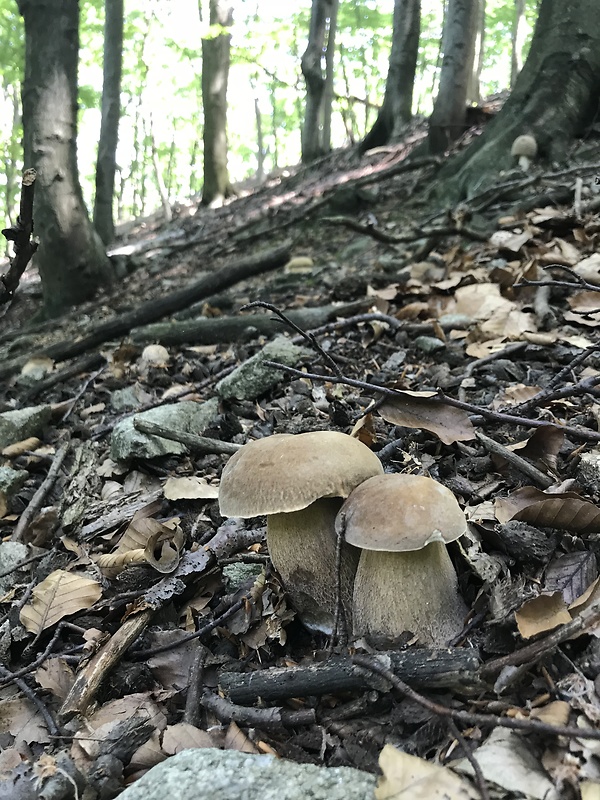 hríb dubový Boletus reticulatus Schaeff.