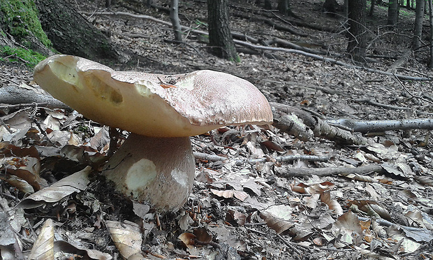 hríb dubový Boletus reticulatus Schaeff.