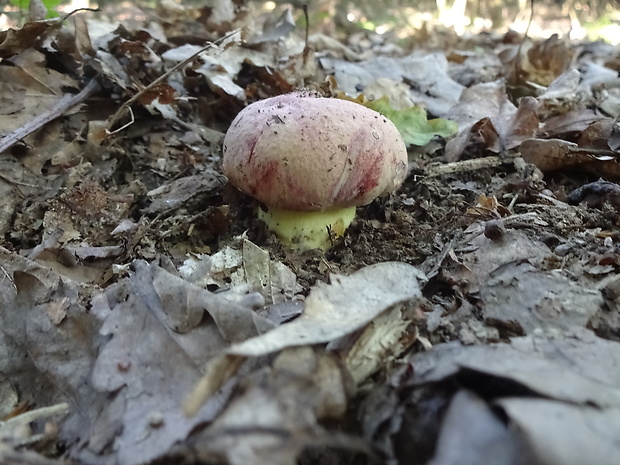 hríb kráľovský Butyriboletus regius (Krombh.) D. Arora & J.L. Frank