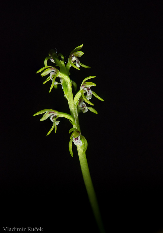 koralica lesná Corallorhiza trifida Châtel.