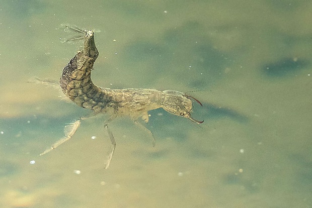 potápnik obrúbený - larva Dytiscus cf. marginalis