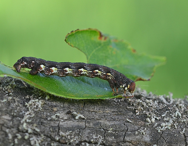 piadivka zimná Erannis defoliaria húsenica