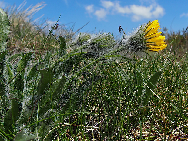 jastrabník Hieracium melanocephalum Tausch