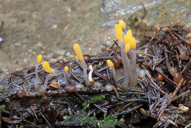 čiapočka močiarna a hrubatka Babingtonova Mitrula paludosa Fr. a Pachyella babingtonii (Berk.) Boud. Fr.