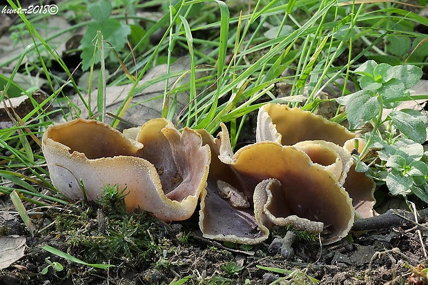 čiaška podvojná Phylloscypha phyllogena (Cooke) Van Vooren