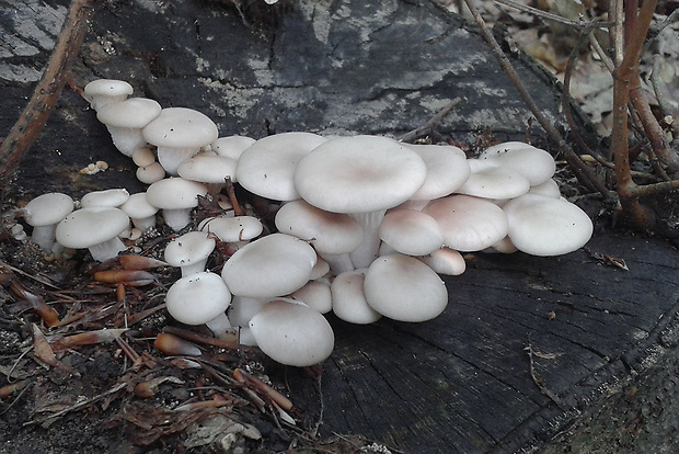 hliva buková Pleurotus pulmonarius (Fr.) Quél.