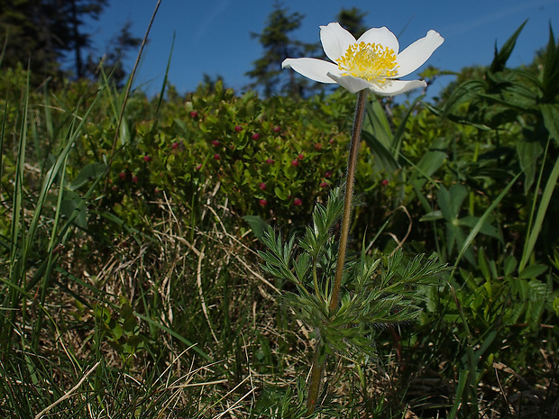 poniklec biely Pulsatilla scherfelii (Ullepitsch) Skalický