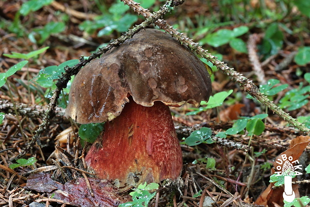 hríb zrnitohlúbikový Sutorius luridiformis (Rostk.) G. Wu & Zhu L. Yang