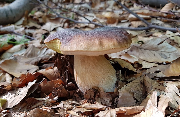 hríb smrekový Boletus edulis Bull.