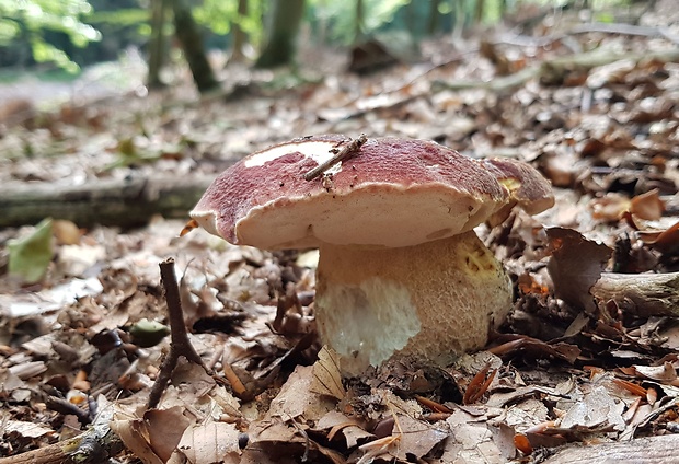 hríb sosnový Boletus pinophilus Pil. et Dermek in Pil.