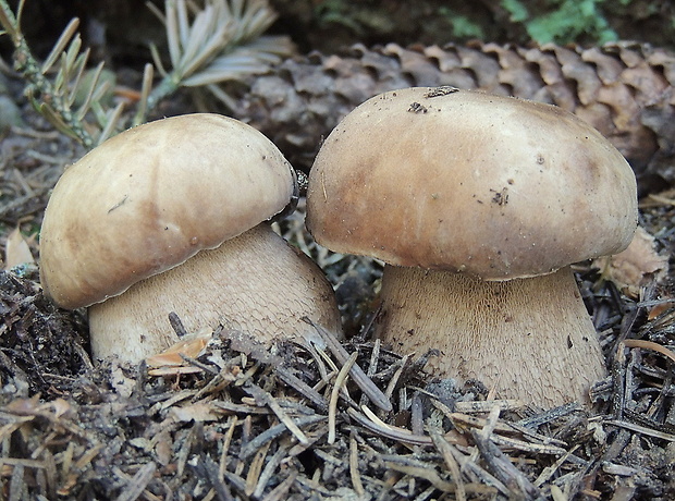 hríb dubový Boletus reticulatus Schaeff.