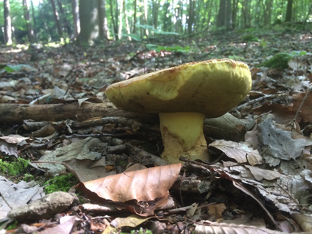 hríb horský Butyriboletus subappendiculatus (Dermek, Lazebn. & J. Veselský) D. Arora & J.L. Frank