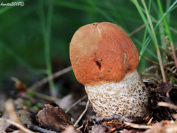 kozák dubový Leccinum aurantiacum (Bull.) Gray