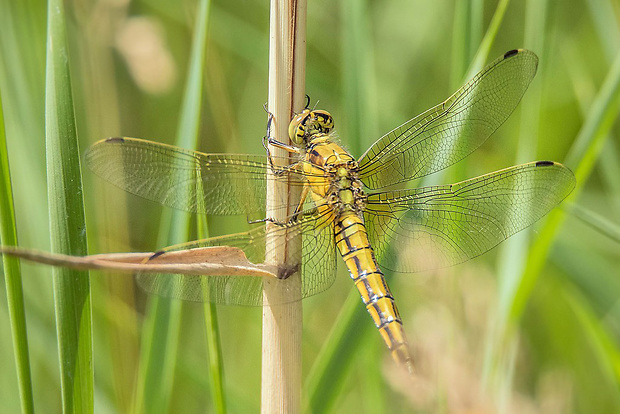 vážka rybničná  Orthetrum cancellatum