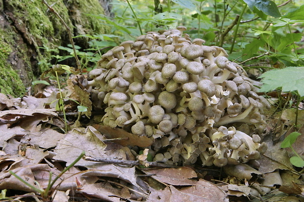 trúdnik klobúčkatý Polyporus umbellatus (Pers.) Fr.