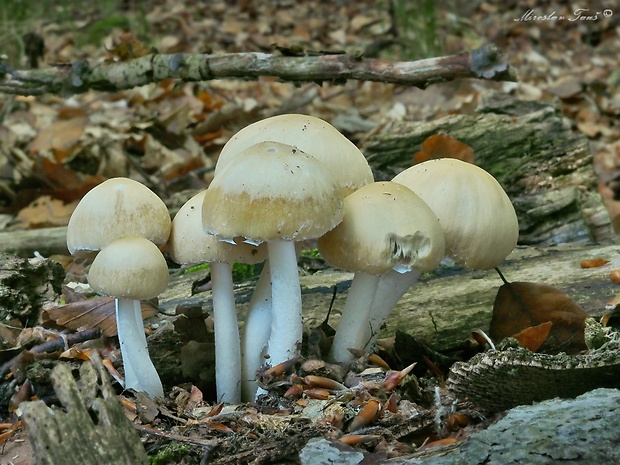 drobuľka Candolleova Psathyrella candolleana (Fr.) Maire