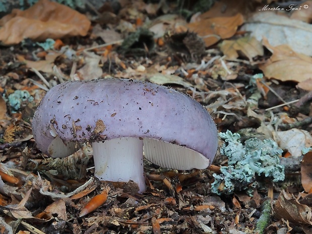 plávka modrastá Russula cyanoxantha (Schaeff.) Fr.