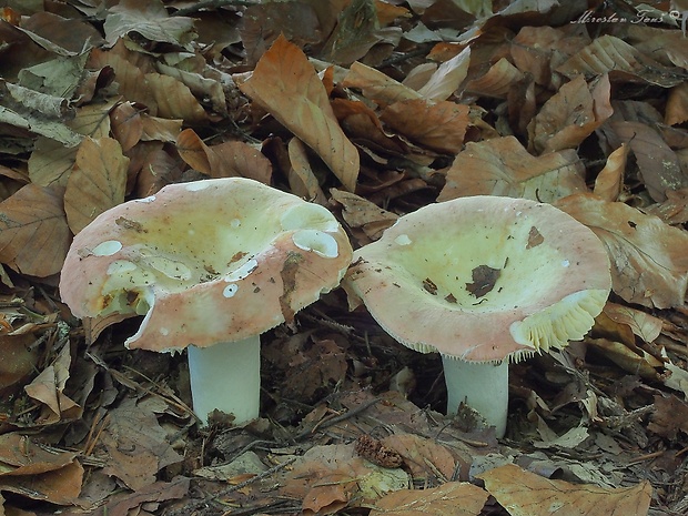 plávka Russula sp.