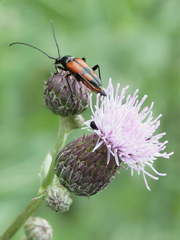 fuzáč Stenurella bifasciata