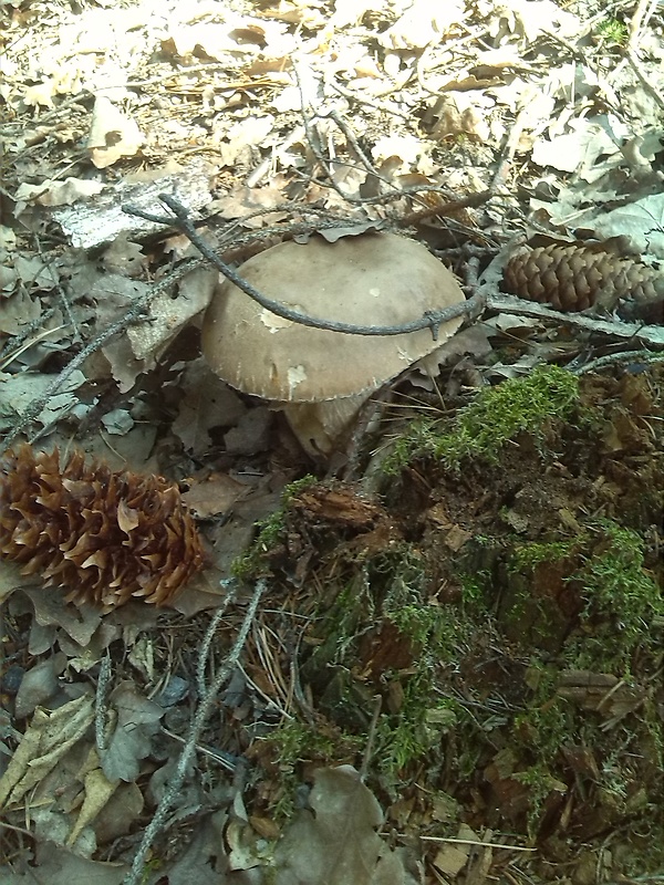 hríb dubový Boletus reticulatus Schaeff.