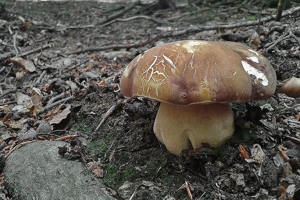 hríb sosnový Boletus pinophilus Pil. et Dermek in Pil.