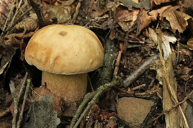 hríb dubový Boletus reticulatus Schaeff.