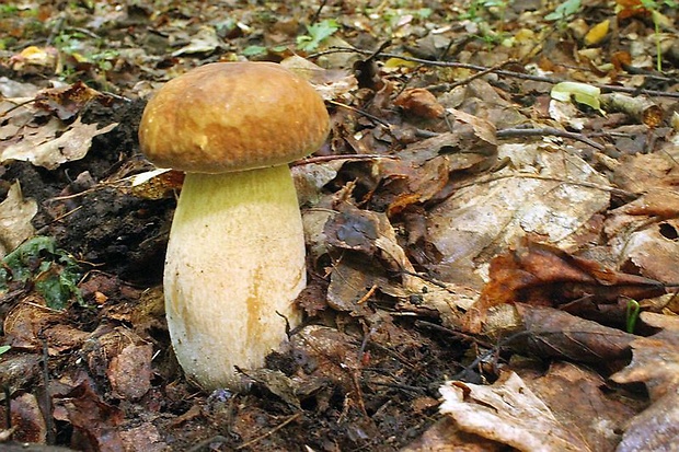 hríb dubový Boletus reticulatus Schaeff.