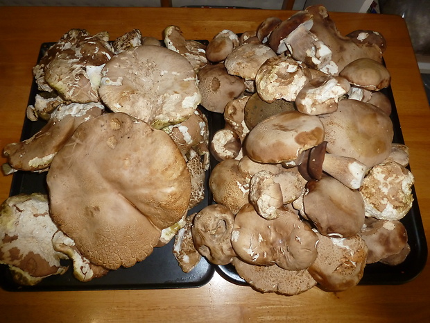 hríb dubový Boletus reticulatus Schaeff.