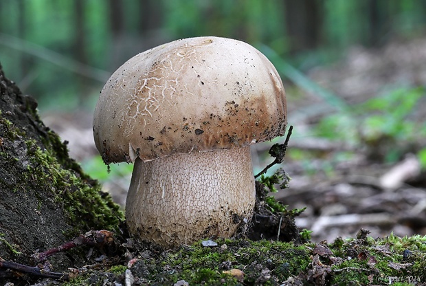 hríb dubový Boletus reticulatus Schaeff.