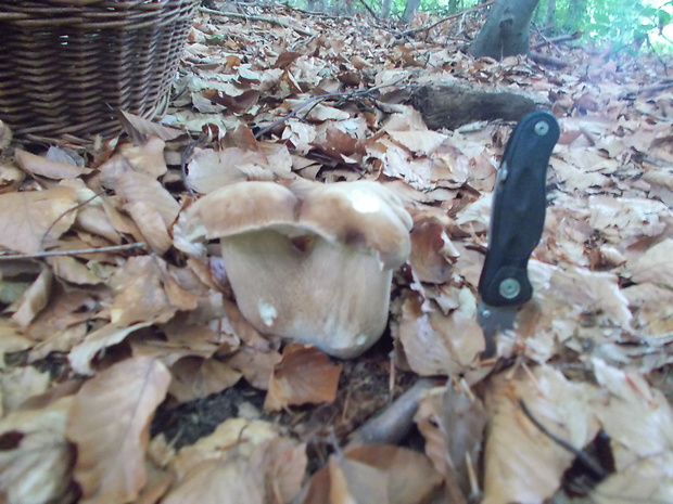 hríb dubový Boletus reticulatus Schaeff.