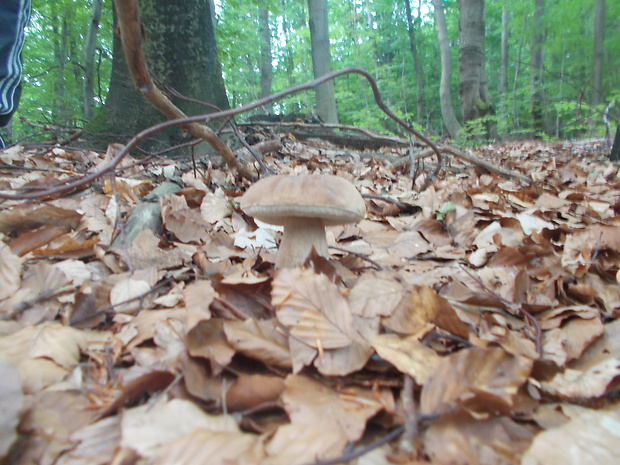 hríb dubový Boletus reticulatus Schaeff.