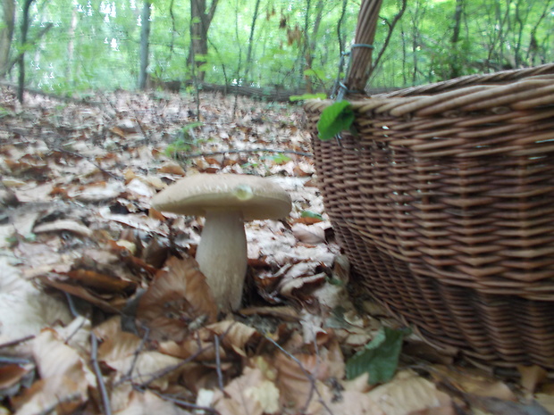 hríb dubový Boletus reticulatus Schaeff.