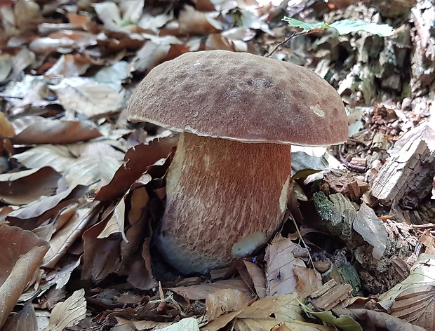 hríb dubový Boletus reticulatus Schaeff.