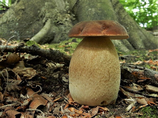 hríb dubový Boletus reticulatus Schaeff.