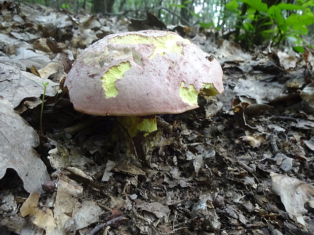 hríb kráľovský Butyriboletus regius (Krombh.) D. Arora & J.L. Frank