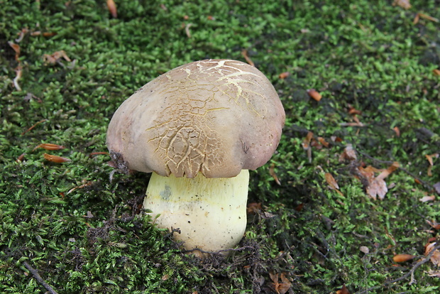 hríb sivoružový Butyriboletus roseogriseus (J. Šutara, M. Graca, M. Kolarík, V. Janda & M. Kríž) Vizzini & Gelardi