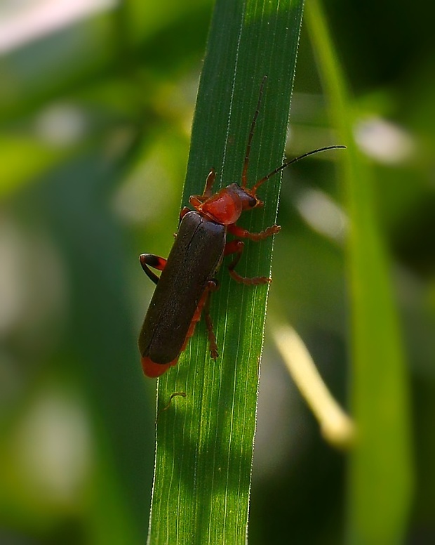 snehuľčík  Cantharis livida