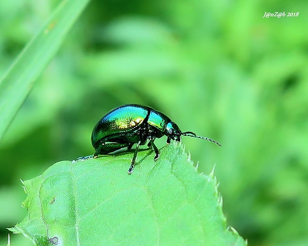 liskavka mätová Chrysolina herbacea