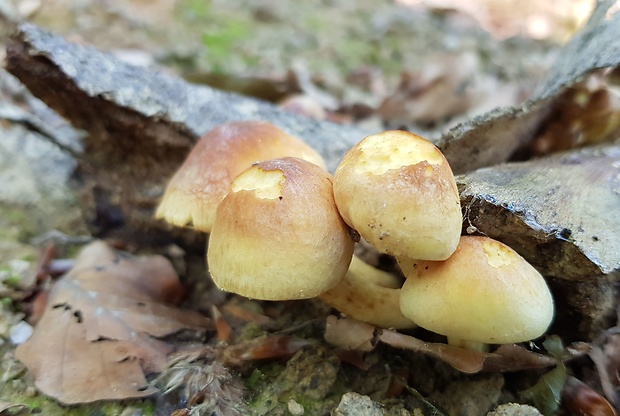 strapcovka tehlovočervená Hypholoma lateritium (Schaeff.) P. Kumm.