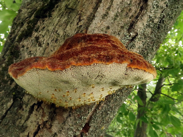 ryšavec srstnatý Inonotus hispidus (Bull.) P. Karst.