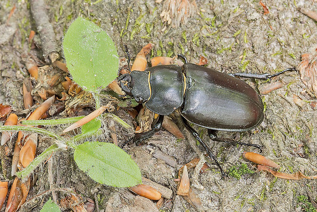 roháč veľký  Lucanus cervus