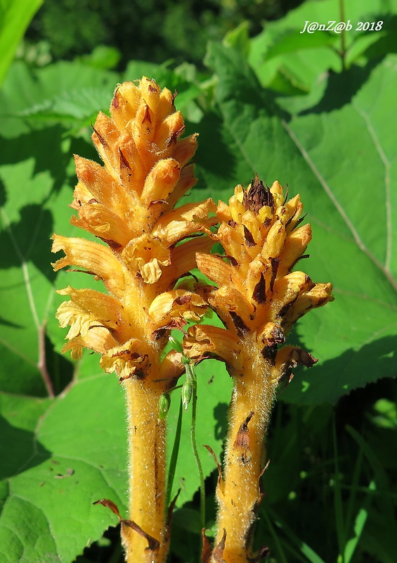 záraza červenožltá Orobanche flava F. W. Schultz