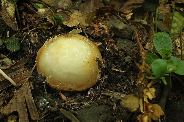 hadovka smradľavá Phallus impudicus L.